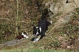 BORDER COLLIE 857